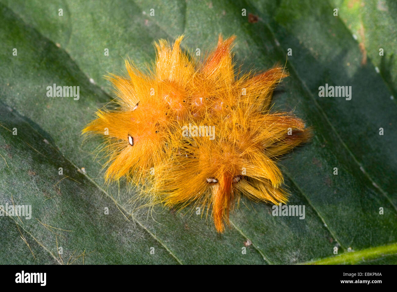 Sycamore tarma (Acronicta aceris), Caterpillar su una foglia, Germania Foto Stock