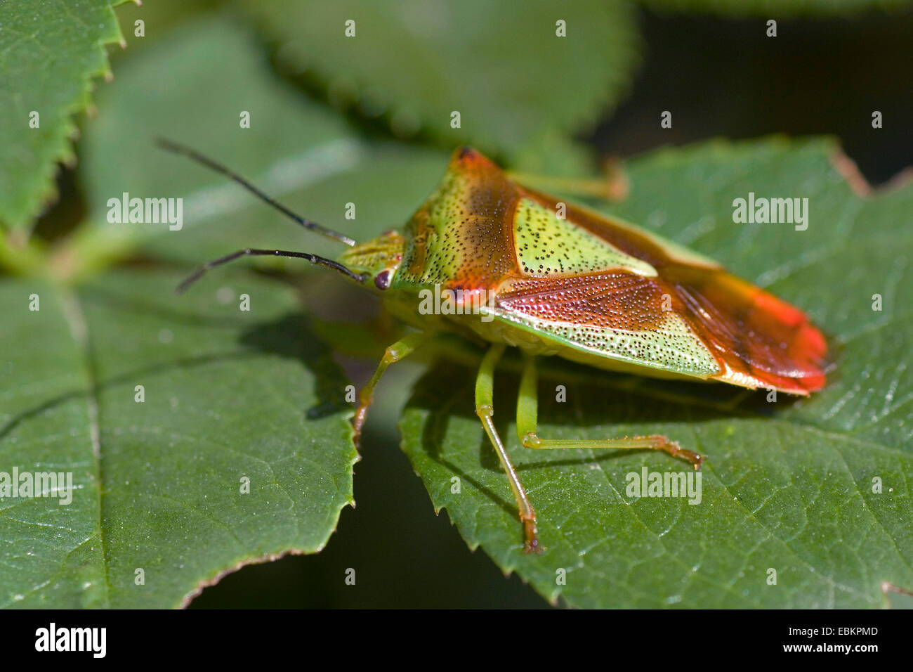 Biancospino Shieldbug (Acanthosoma haemorrhoidale), seduta su una foglia, Germania Foto Stock
