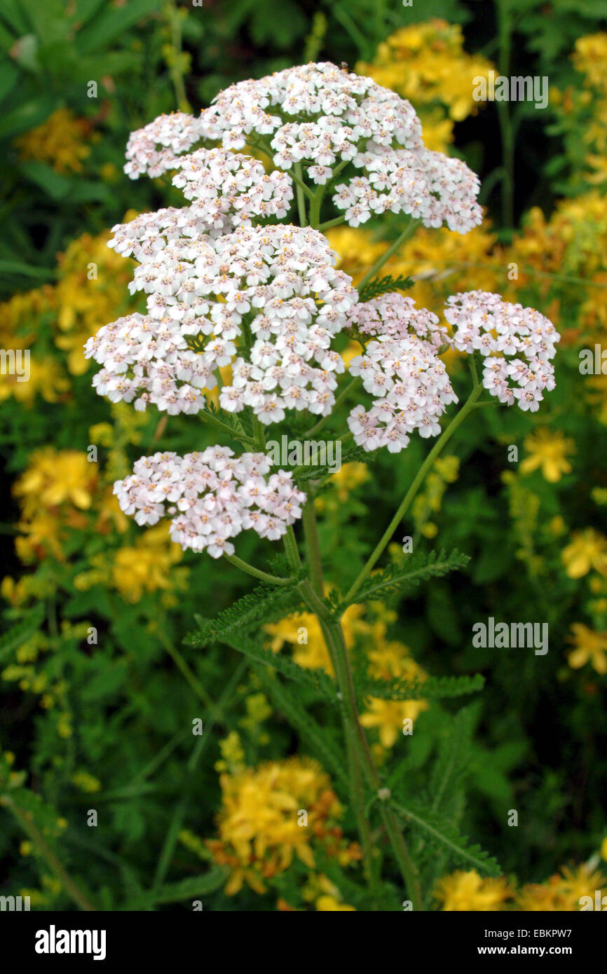 Yarrow comune, achillea (Achillea millefolium), fioritura, Germania Foto Stock