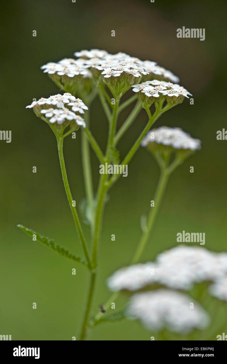 Yarrow comune, achillea (Achillea millefolium), fioritura, Germania Foto Stock