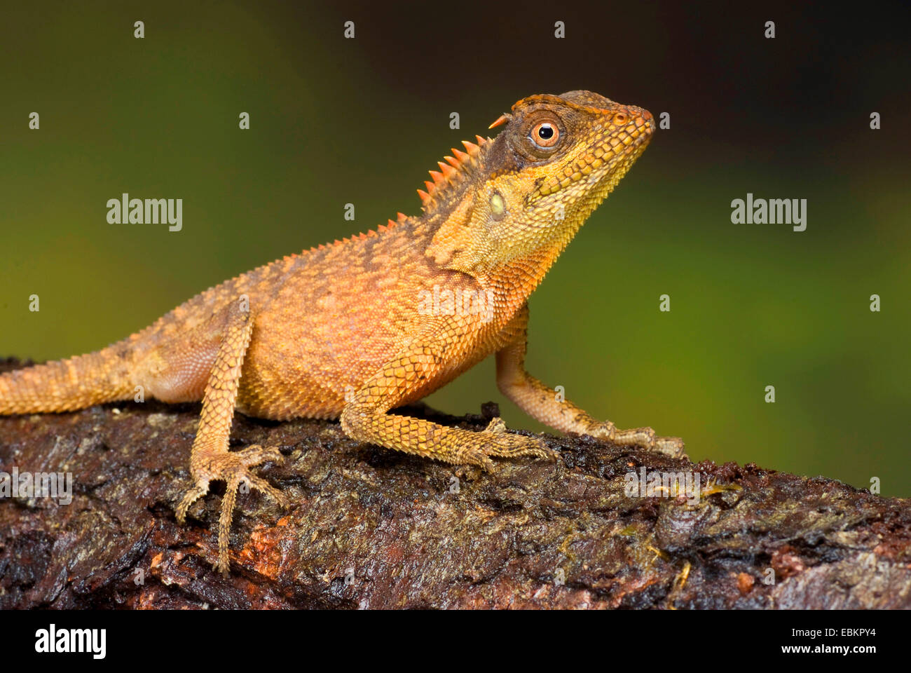 Verde (Pricklenape Acanthosaura capra), animale giovane seduto su deadwood Foto Stock