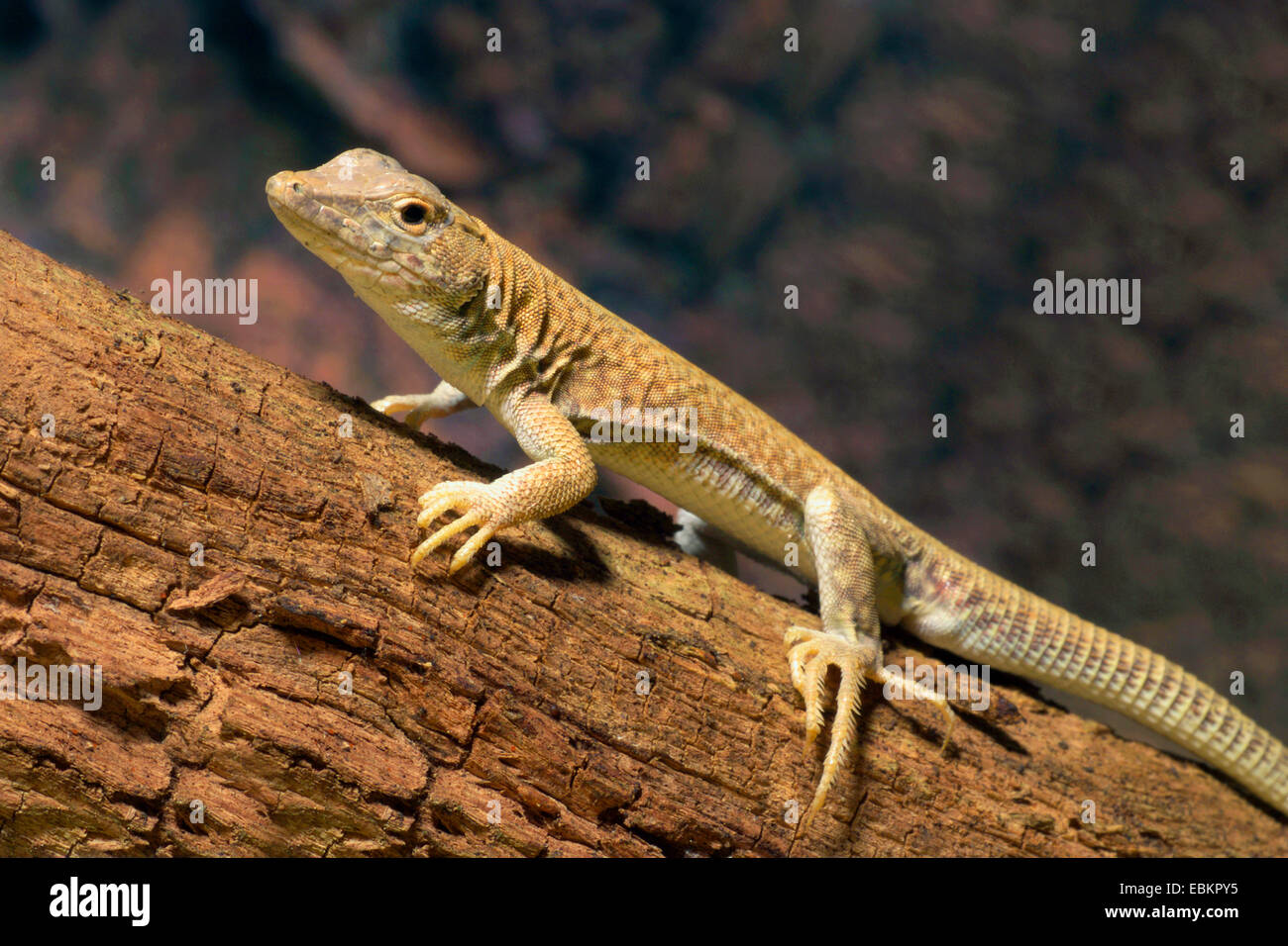 Fringe-dita Lizard (Acanthodactylus scutellatus), su un tronco di albero Foto Stock