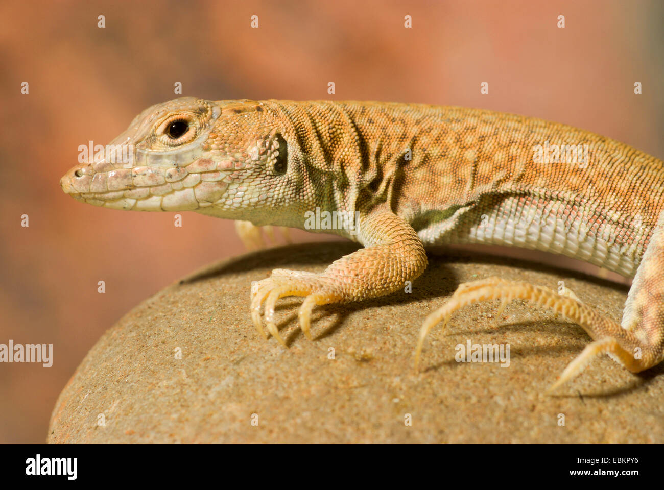 Fringe-dita Lizard (Acanthodactylus scutellatus), vista laterale Foto Stock