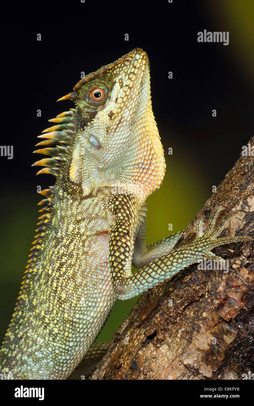 Verde (Pricklenape Acanthosaura capra), seduti su deadwood Foto Stock