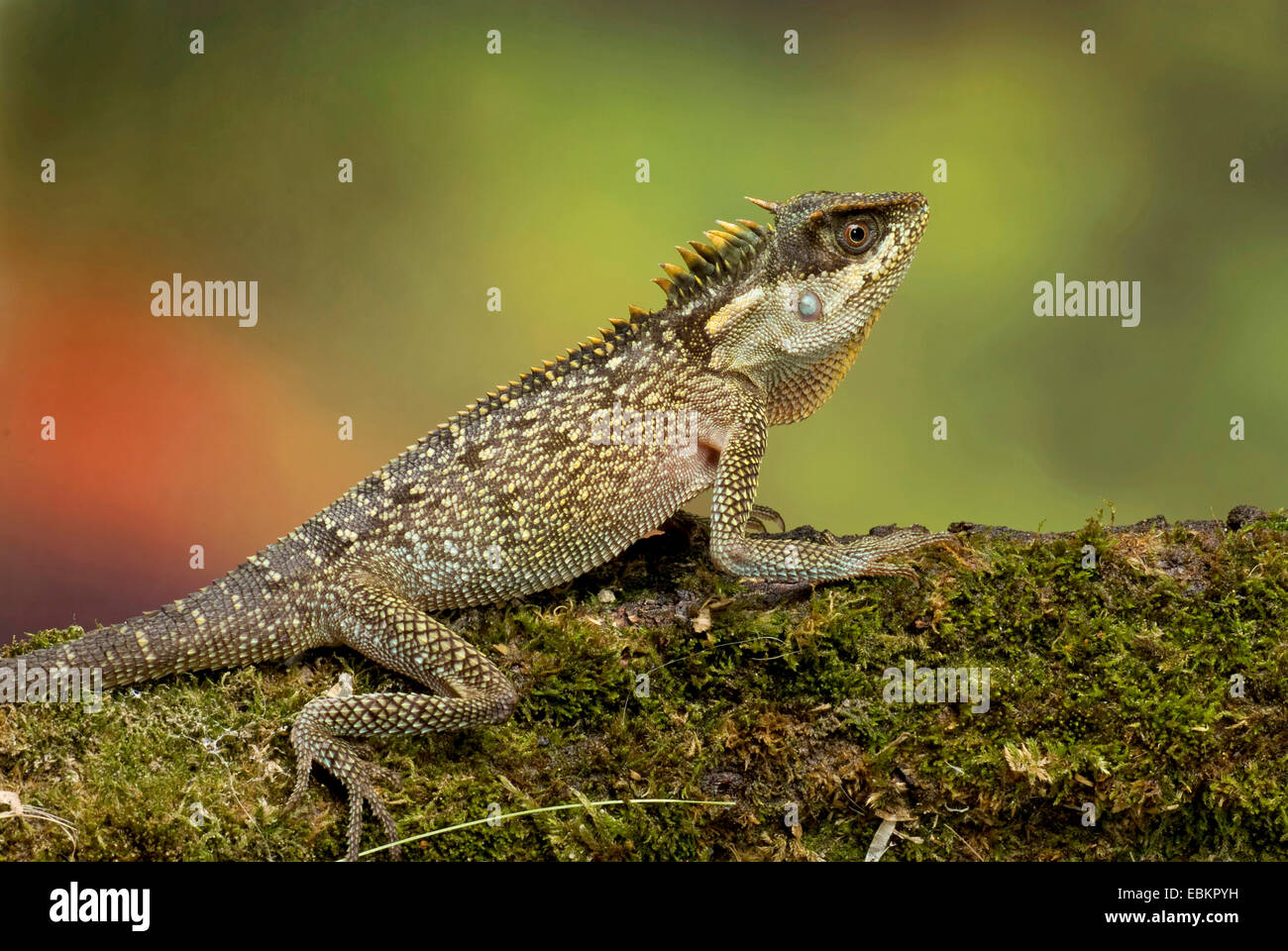 Verde (Pricklenape Acanthosaura capra), seduti su mossy deadwood Foto Stock