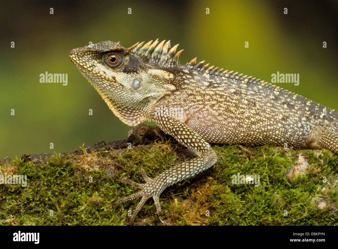 Verde (Pricklenape Acanthosaura capra), seduti su mossy deadwood Foto Stock