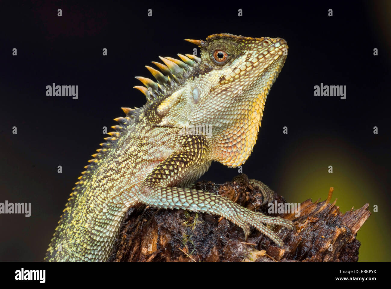 Verde (Pricklenape Acanthosaura capra), seduti su deadwood Foto Stock