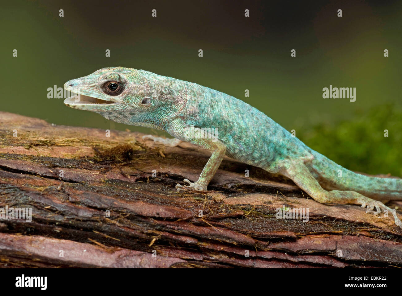 La Martinica è anole, Savannah Anole (Anolis roquet), su un ramo Foto Stock