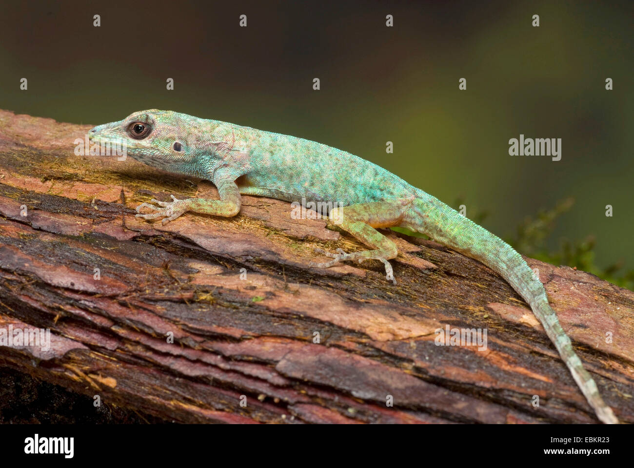La Martinica è anole, Savannah Anole (Anolis roquet), su un ramo Foto Stock