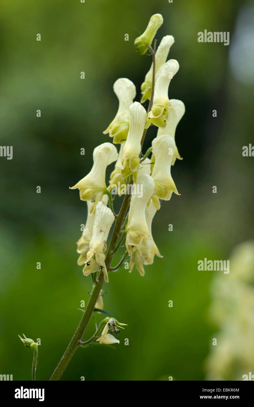 Wolfsbane giallo (Aconitum lycoctonum ssp. vulparia, Aconitum vulparia), infiorescenza, in Germania, in Baviera Foto Stock