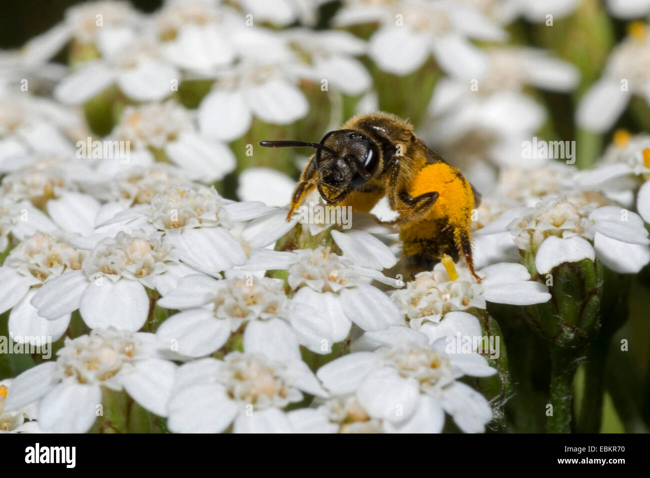 Yarrow comune, achillea (Achillea millefolium), con il miele delle api, Germania Foto Stock