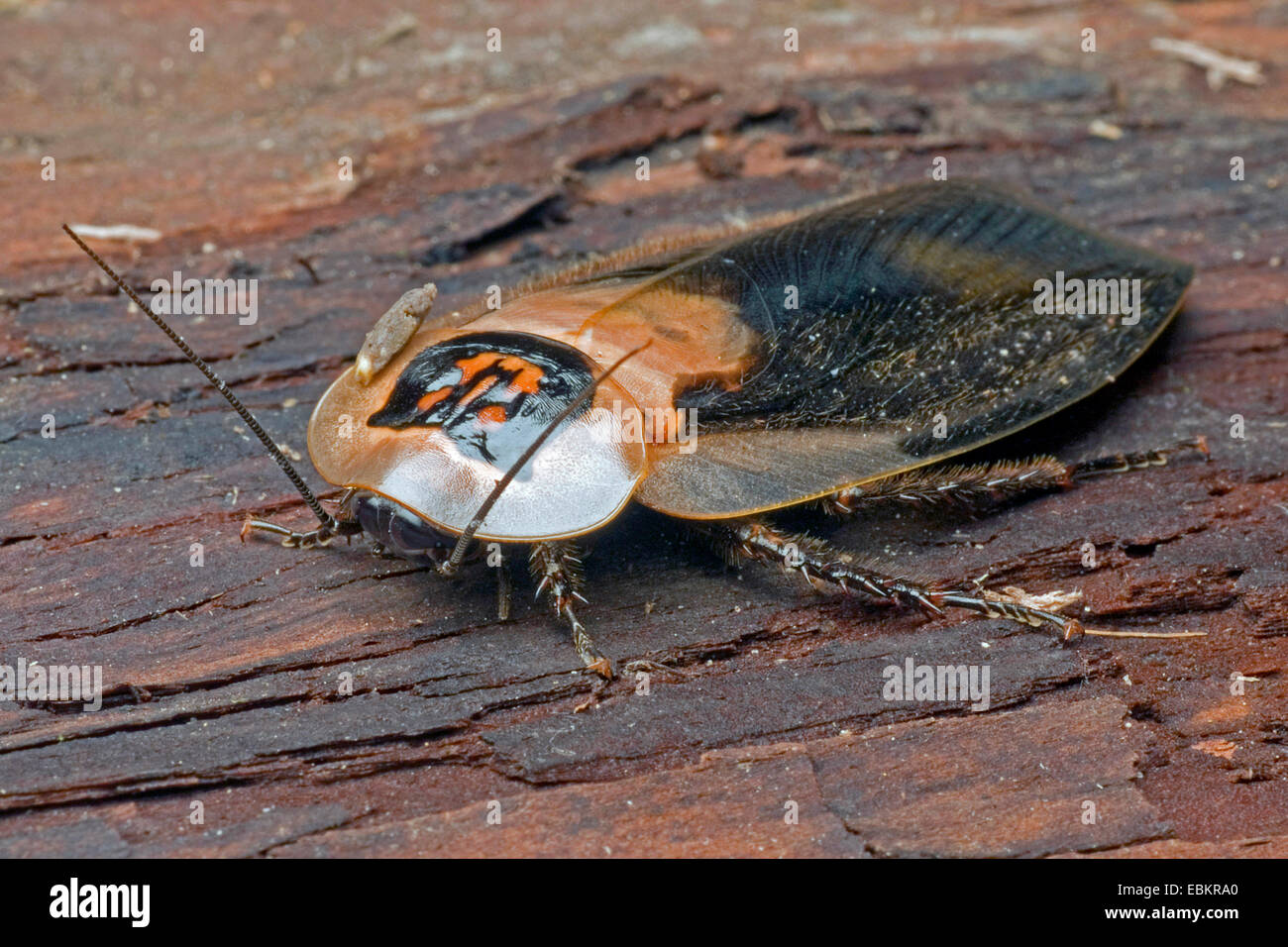 La morte la testa scarafaggio (Blaberus craniifer parafango nero, Blaberus craniifer 'parafango nero'), parafango nero Foto Stock