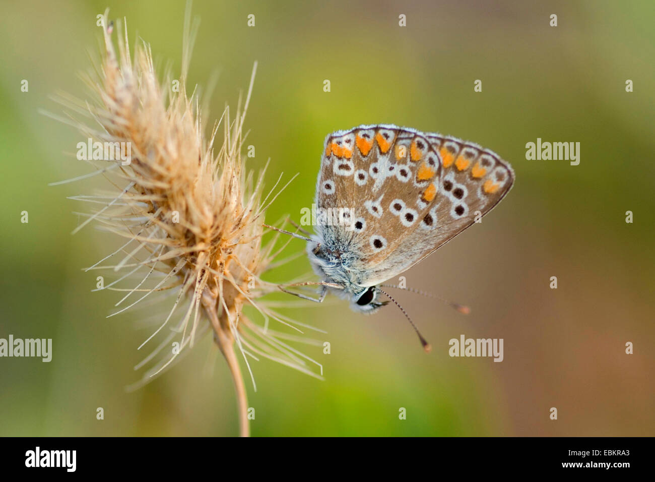 Brown argus (Aricia agestis), seduto su un orecchio di erba, Francia, Corsica Foto Stock