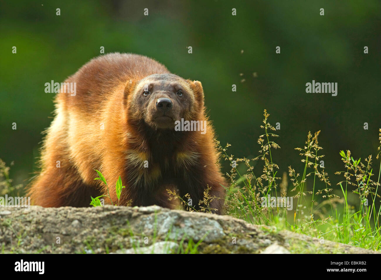Wolverine (Gulo gulo), in piedi su una roccia in erba, Svezia Foto Stock