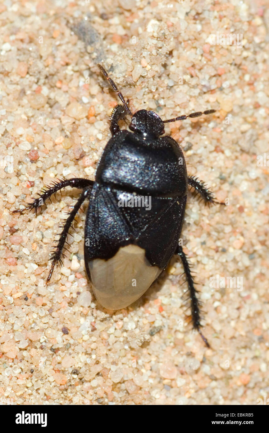 Burrower bug (Cydnus aterrimus), sul terreno, Germania Foto Stock