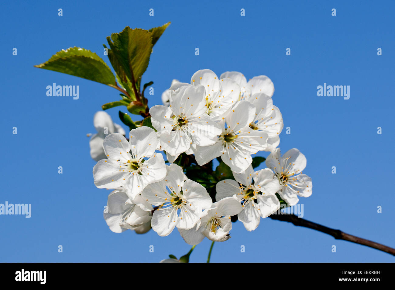 Nana, ciliegia marasca, di ciliege acide (Prunus cerasus 'Vowi', Prunus cerasus Vowi), cultivar Vowi, fioritura, Germania Foto Stock