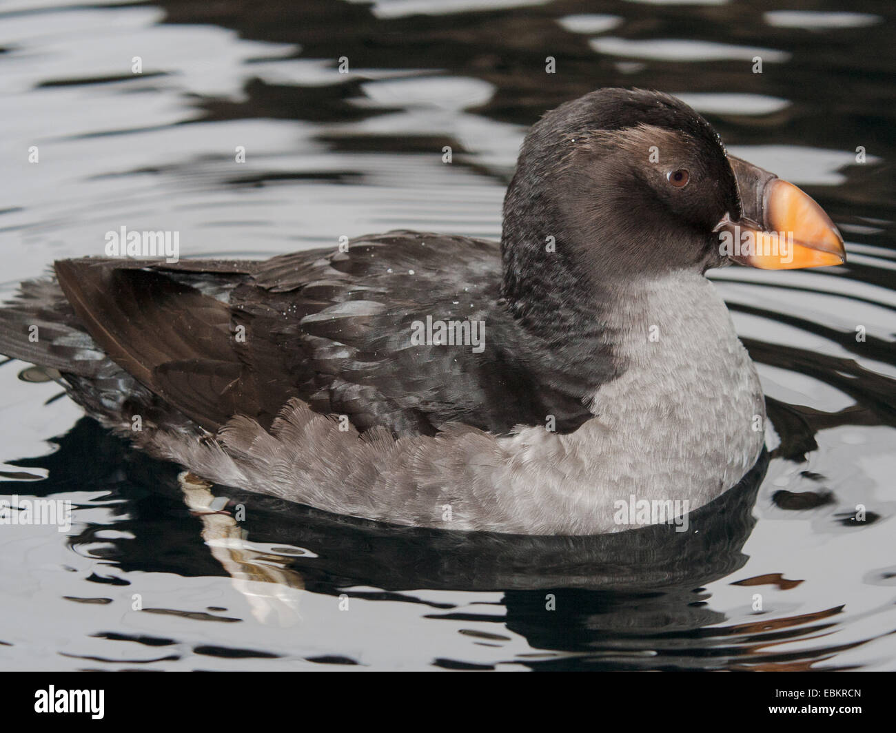 Tufted puffin (Fratercula cirrhata, Lunda cirrhata), nuoto Foto Stock