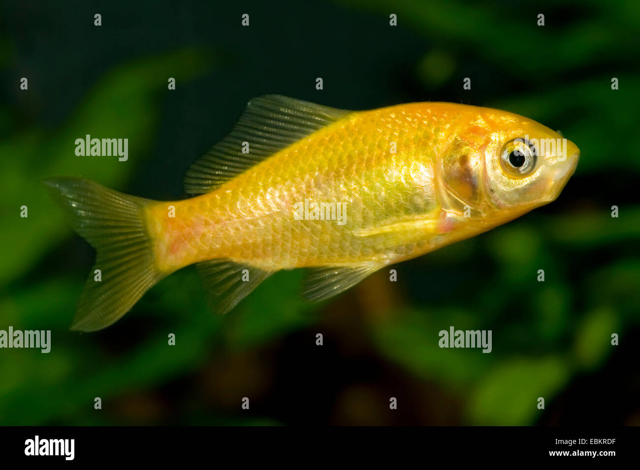 Goldfish, carpa comune, giallo goldfish (Carassius auratus), forma di allevamento giallo Foto Stock