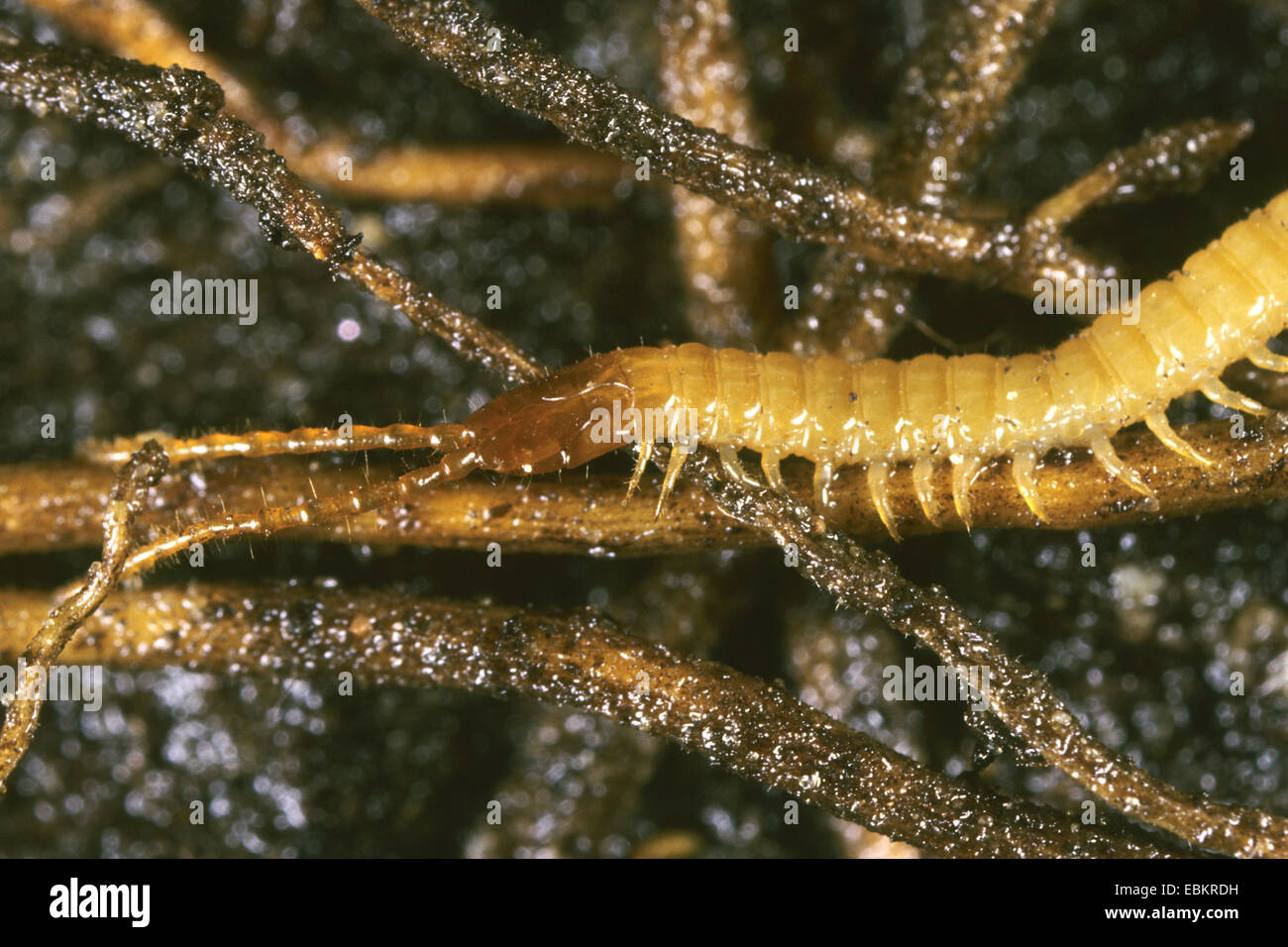 (Centipede Geophilus longicornis, Geophilus flavis), sulle radici, Germania Foto Stock