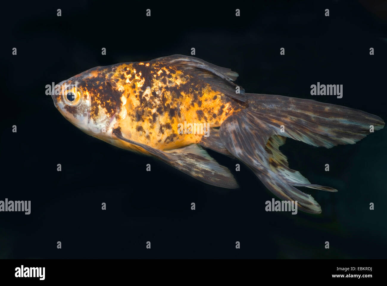 Goldfish, carpa comune (Carassius auratus), forma di allevamento Fringtail calicò Foto Stock