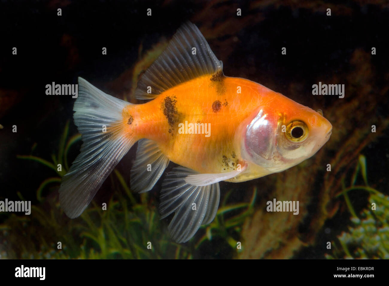 Goldfish, carpa comune (Carassius auratus), razza Calico-Veiltail Foto Stock