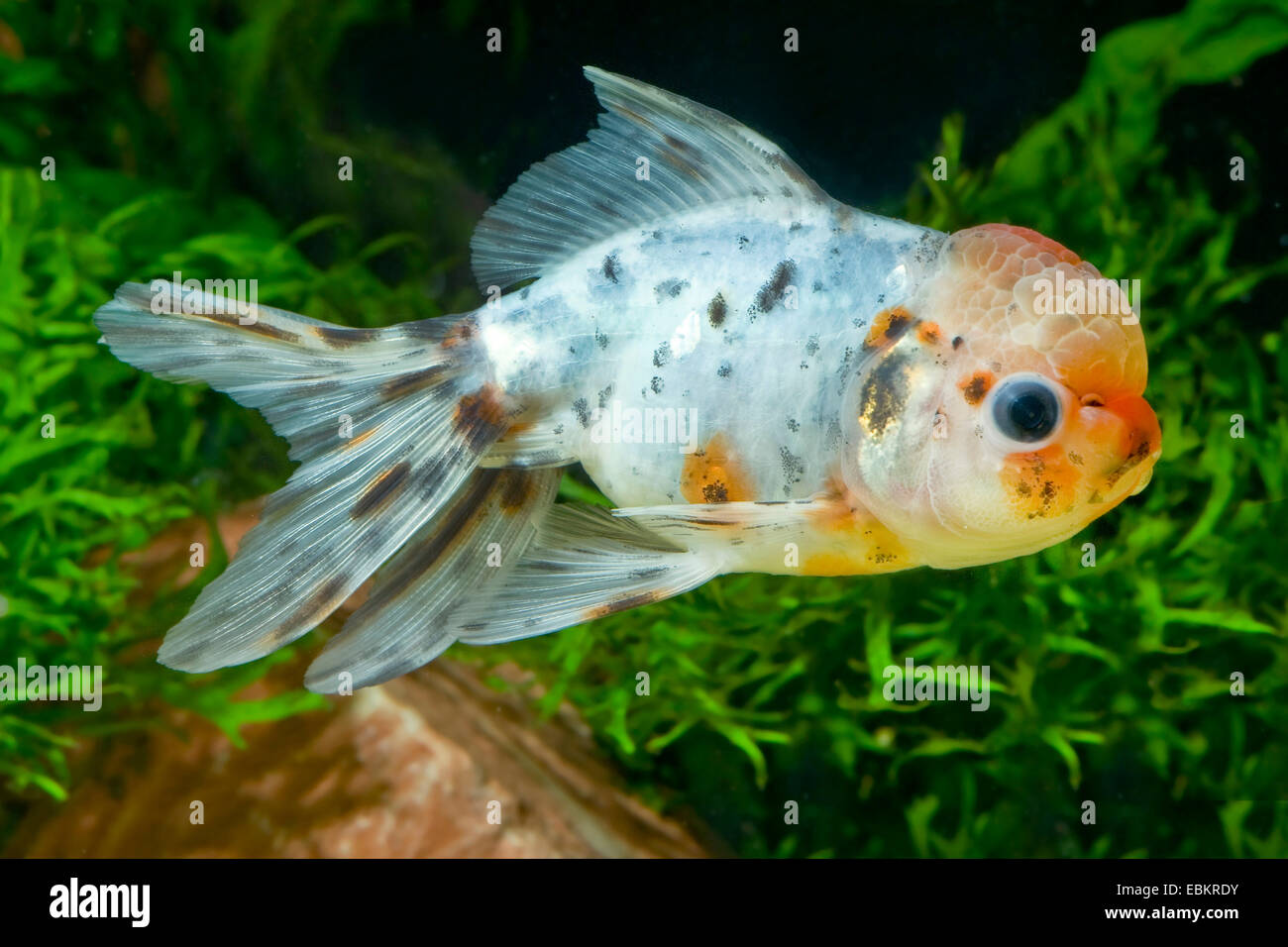 pesce-rosso-carassius-auratus-immagini-e-fotografie-stock-ad-alta