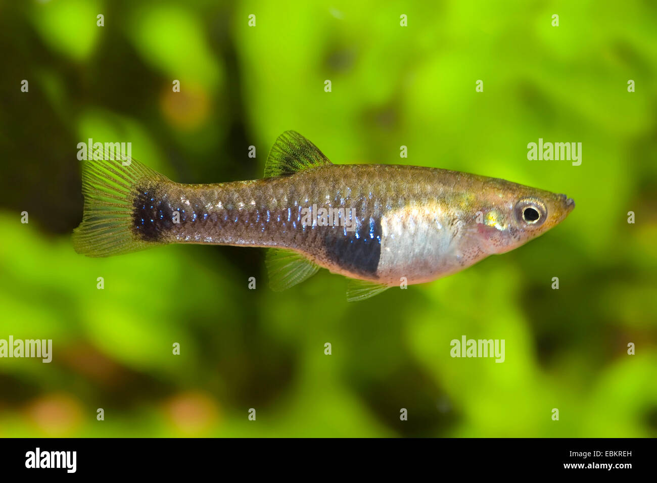 Rospo Molly, blu limia, blackbelly limia (Poecilia melanogaster, Limia melanogaster), a piena lunghezza ritratto Foto Stock