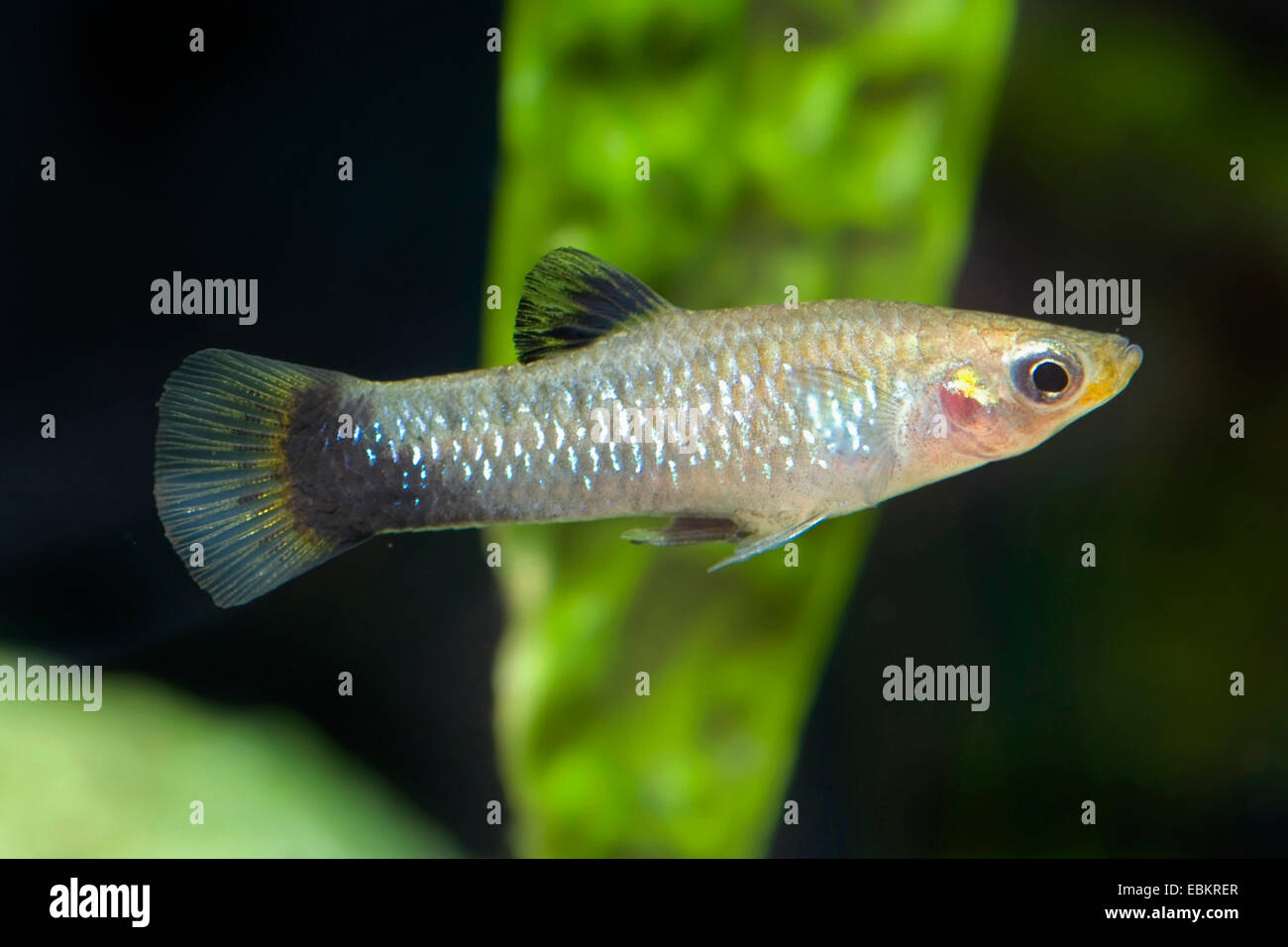 Rospo Molly, blu limia, blackbelly limia (Poecilia melanogaster, Limia melanogaster), a piena lunghezza ritratto Foto Stock