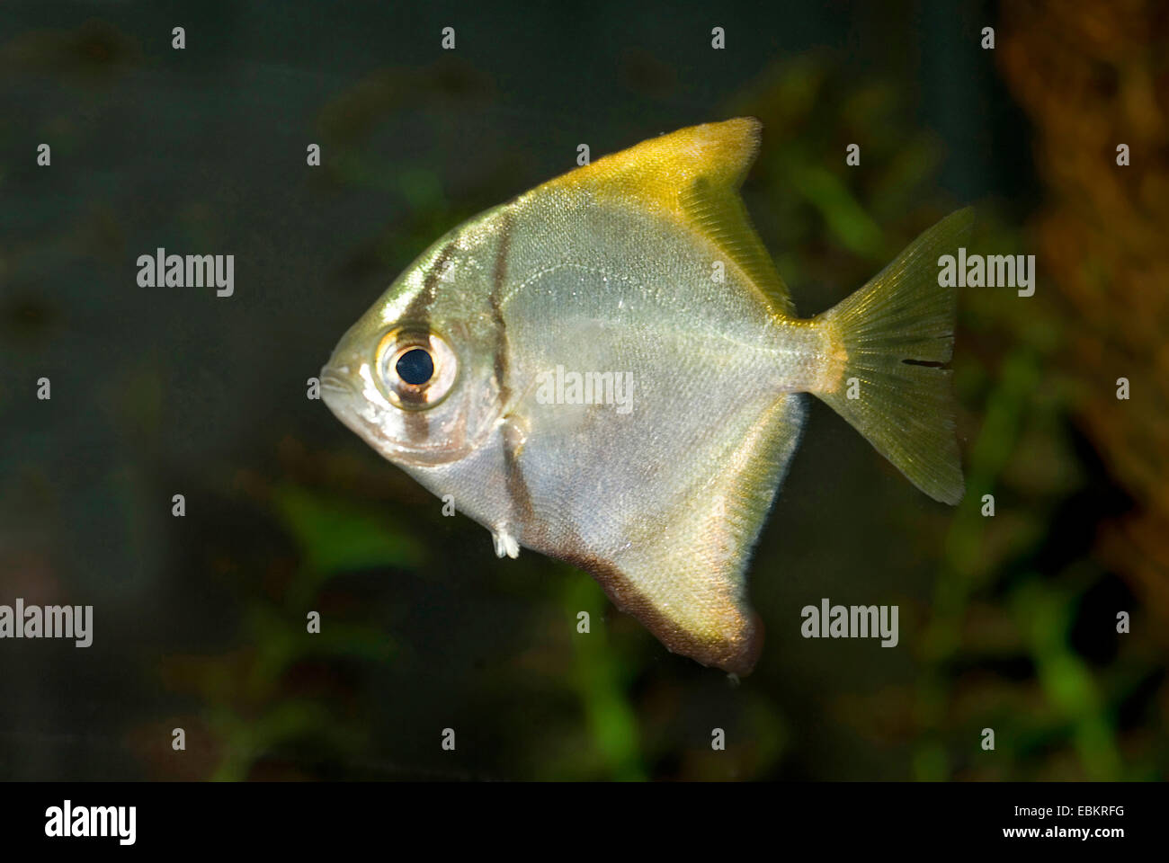 Argento mono, moonfish, diamondfish, fingerfish, kilefish, burro-orate, argento moony (Monodactylus argenteus), nuoto Foto Stock
