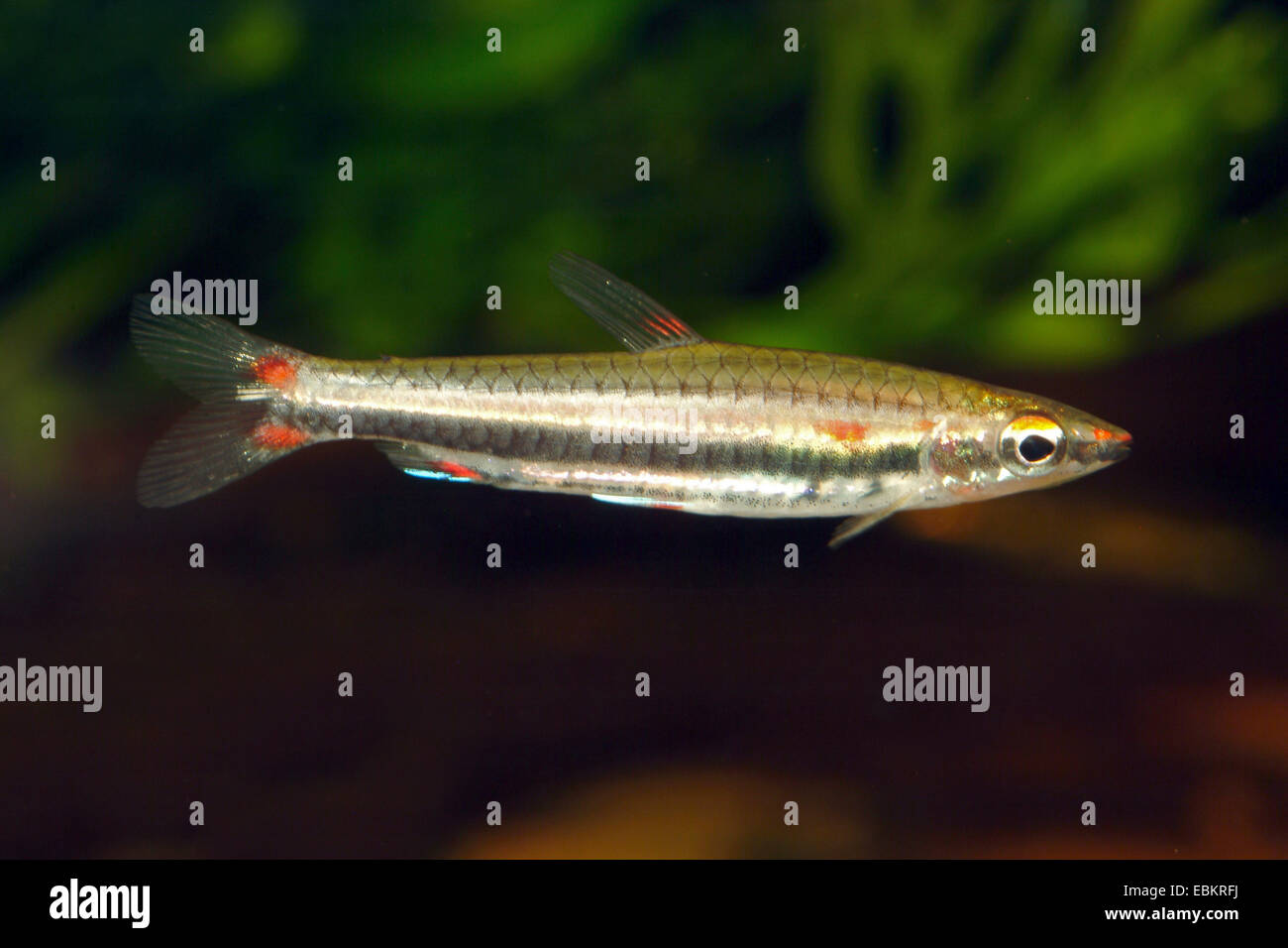 A tre strisce pencilfish, tre-rigato pencilfish, Threestripe pencilfish, Threeband pencilfish (Nannostomus trifasciatus), nuoto Foto Stock