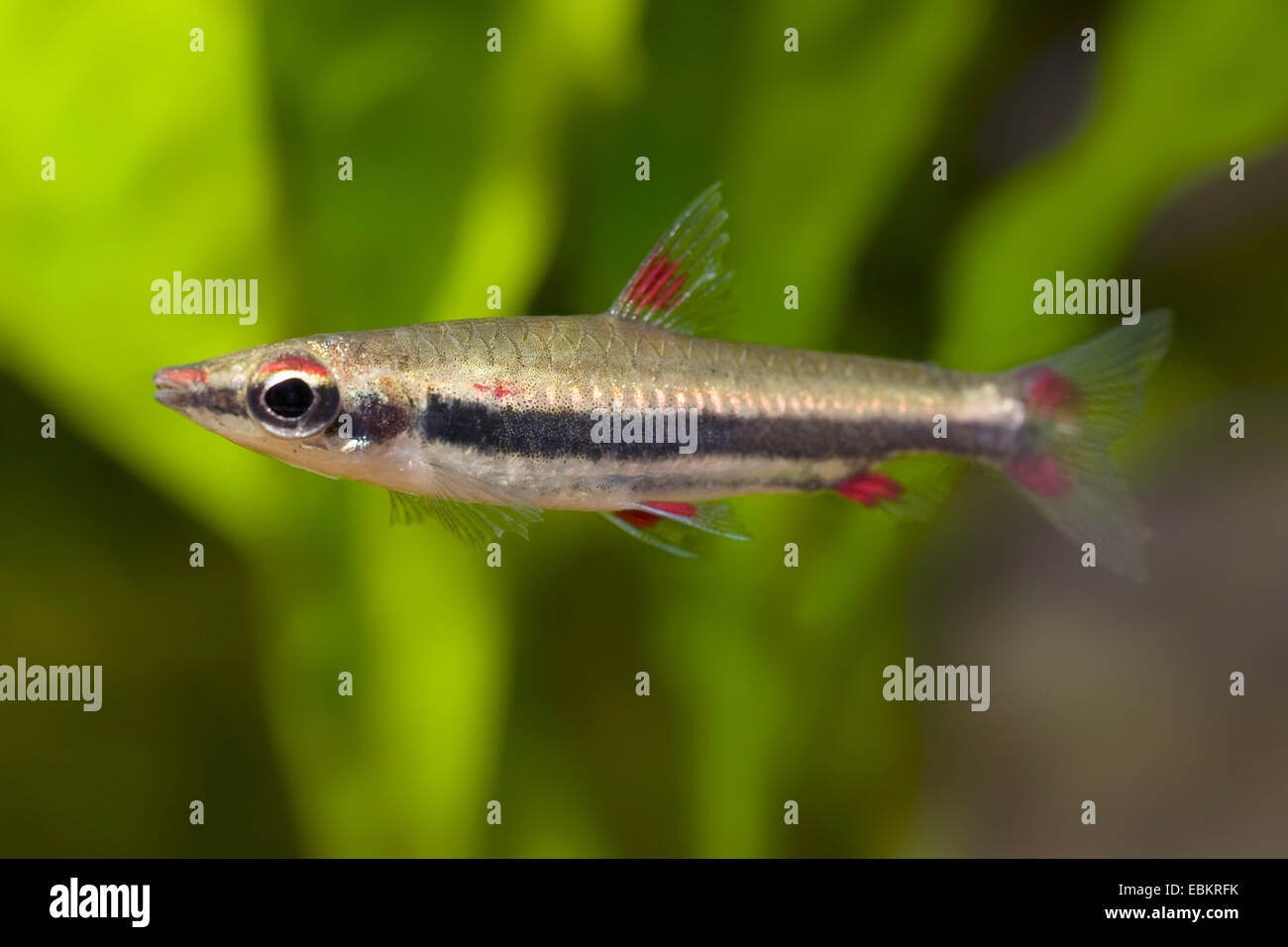 A tre strisce pencilfish, tre-rigato pencilfish, Threestripe pencilfish, Threeband pencilfish (Nannostomus trifasciatus), nuoto Foto Stock