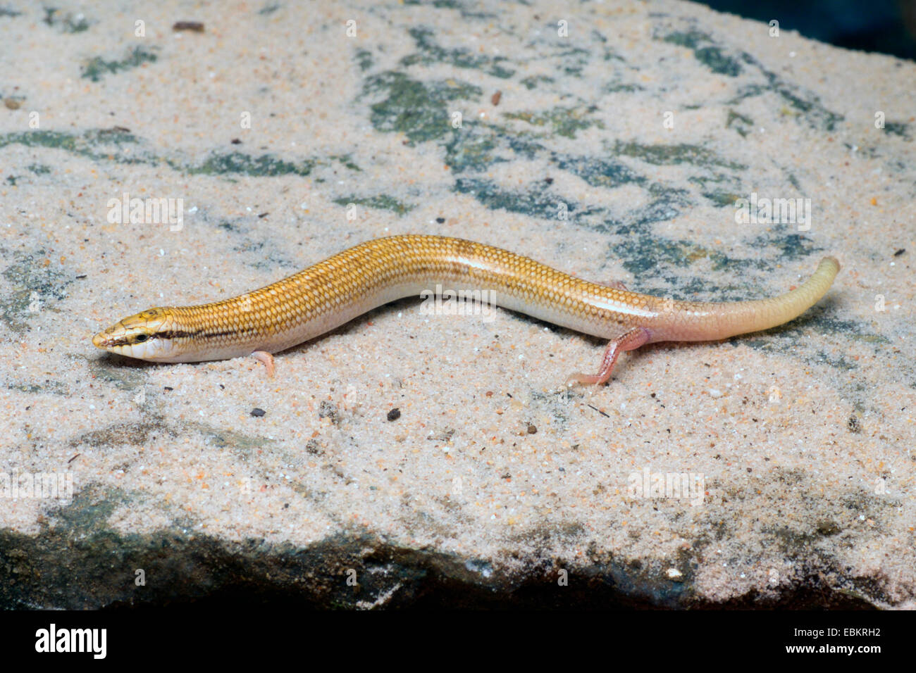 Cuneo-snouted skink, cilindro allungato (skink Chalcides sepsoides), vista laterale Foto Stock