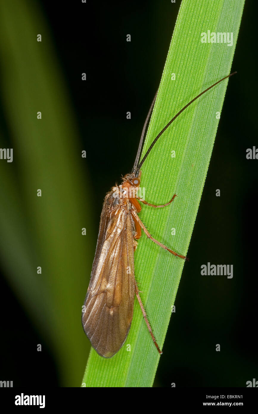 Anabolia nervosa (Anabolia nervosa), femmina seduta a una lama per erba, Germania Foto Stock
