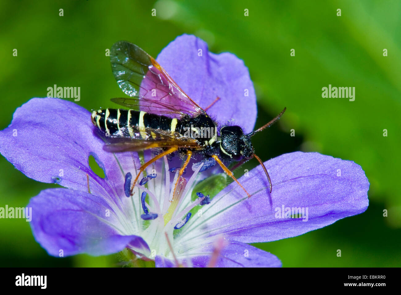 Sawfly (Megalodontes spec.), seduta su un fiore violaceo, Germania Foto Stock