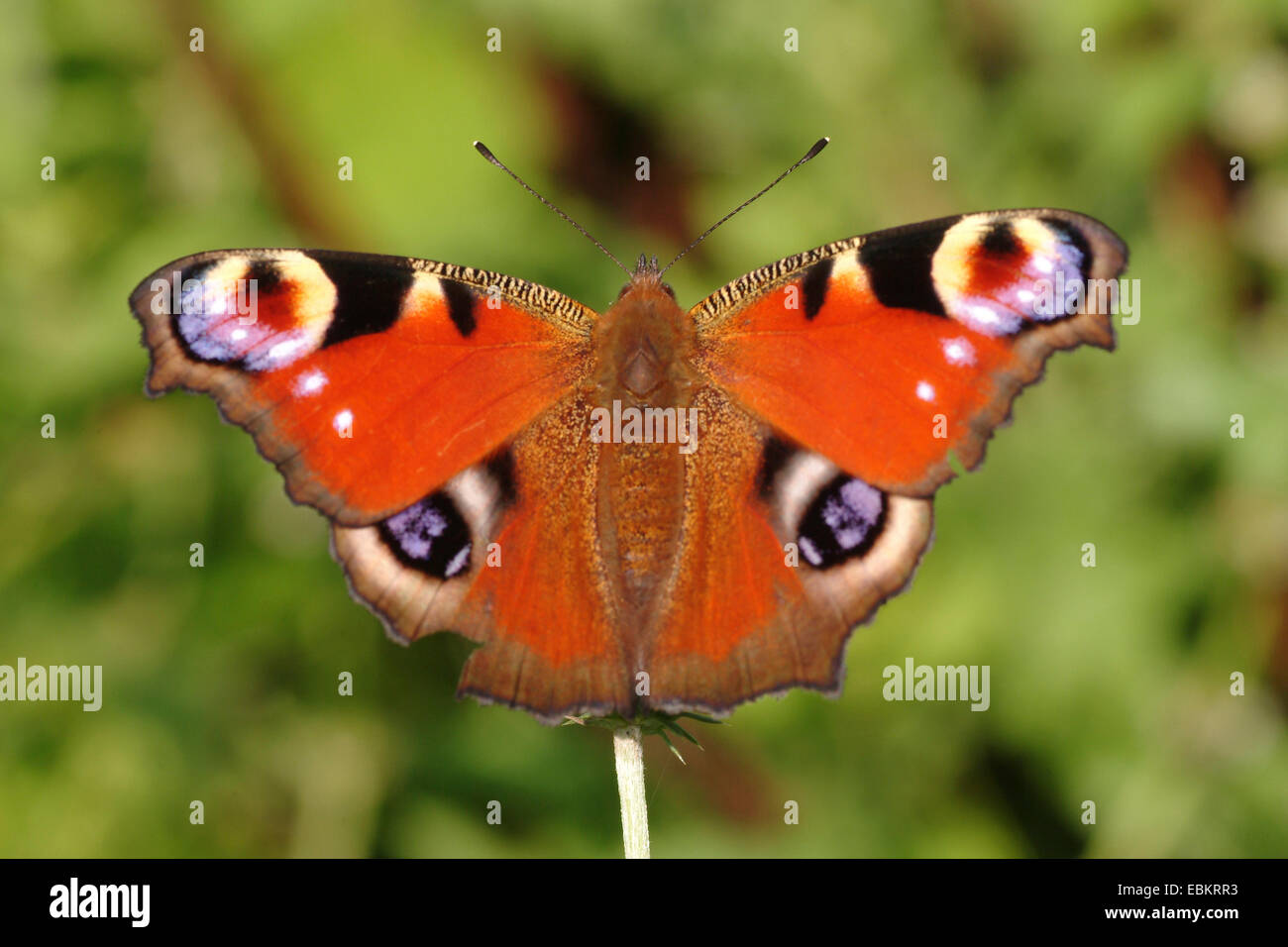 Peacock moth, peacock (Inachis io, Nymphalis io), seduto su un germoglio, Germania Foto Stock