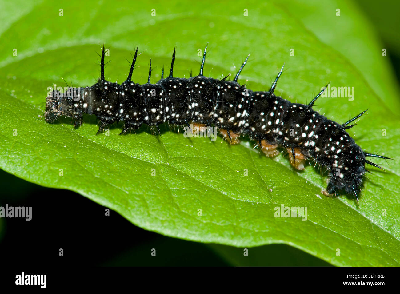 Peacock moth, peacock (Inachis io, Nymphalis io), Caterpillar su una foglia, Germania Foto Stock