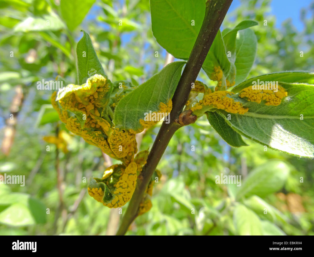 Willow, vimini (Salix spec.), il fungo della Willow Tree, Norvegia, Troms, Tromsoe Foto Stock