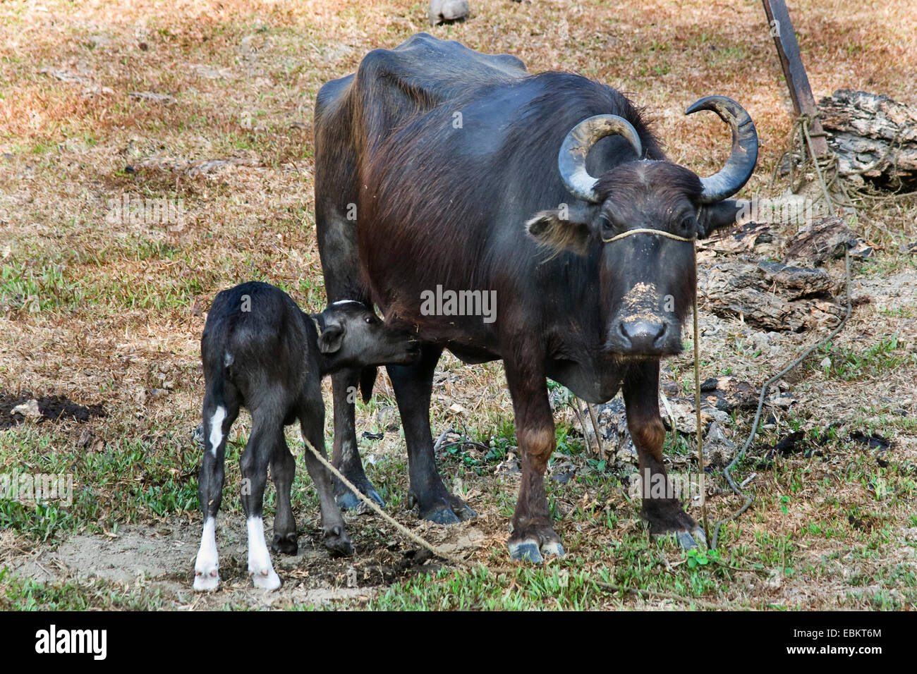 Asian bufalo d'acqua, wild water buffalo, carabao (Bubalus bubalis, Bubalus arnee), bufalo d'acqua con vitello infermieristica, India, Isole Andaman Foto Stock