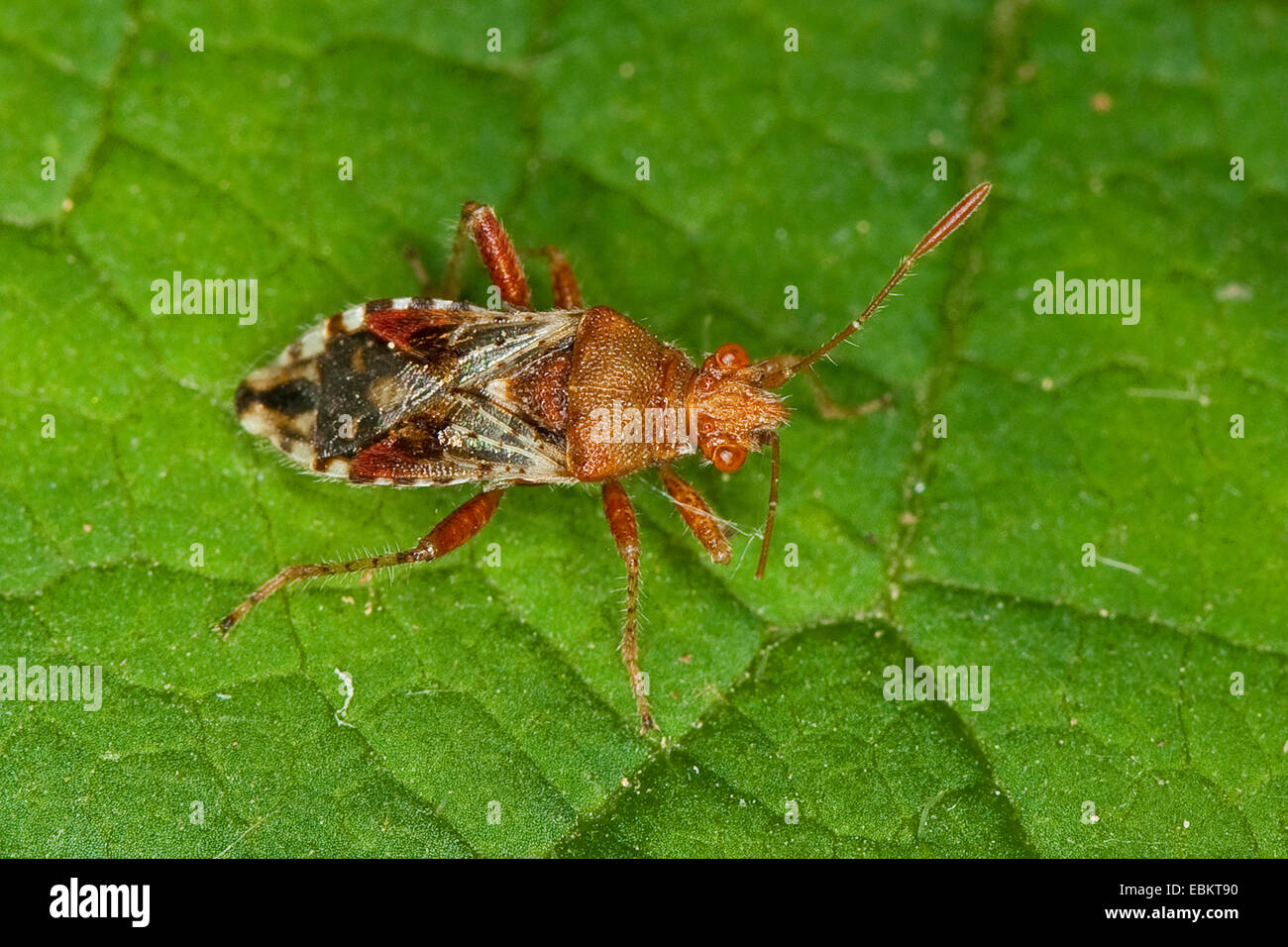 Senza profumo impianto bug, Rhopalid bug (Rhopalus subrufus), seduta su una foglia, Germania Foto Stock
