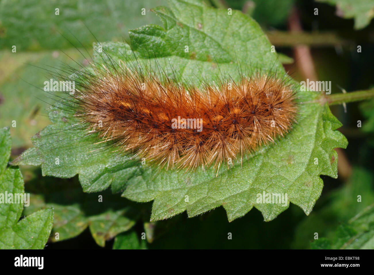 Ruby tiger (Phragmatobia fuliginosa), Caterpillar seduto su una foglia, Germania Foto Stock