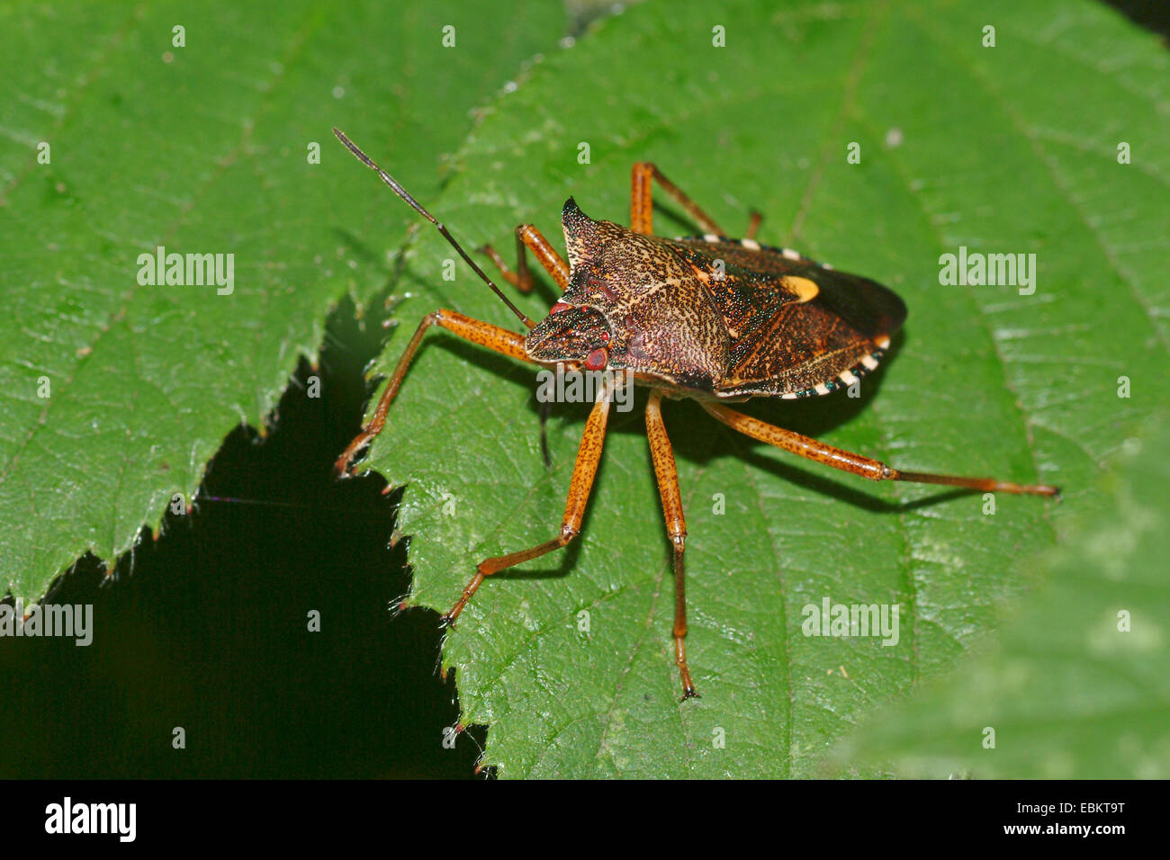 Forest bug (Pentatoma rufipes), seduta su una foglia, Germania Foto Stock