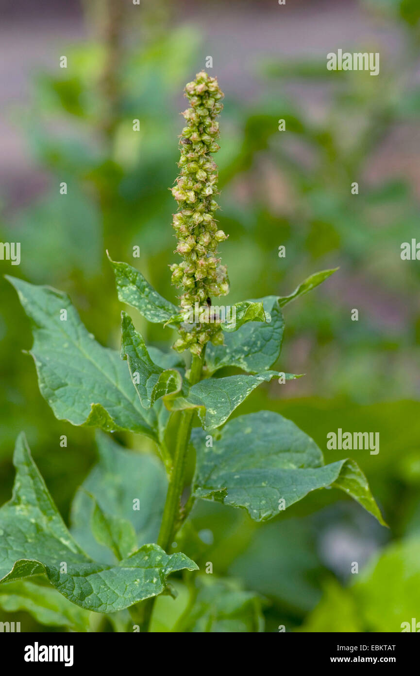 Il buon re-henry, perenne (goosefoot Chenopodium bonus-henricus), fioritura, Germania Foto Stock