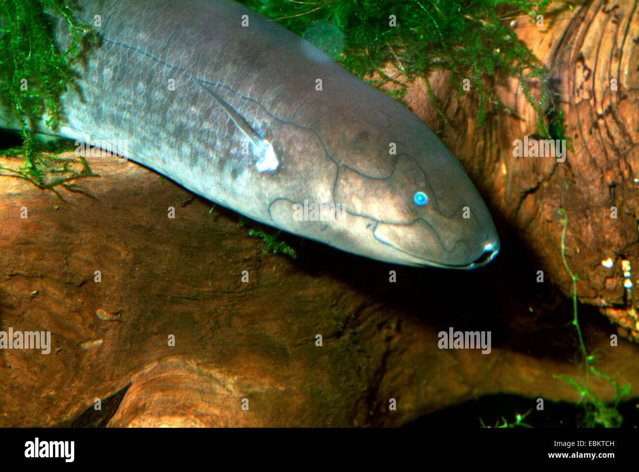 Avvistato African lungfish, Doloi (Lungfish Protopterus dolloi) e mezza lunghezza ritratto Foto Stock