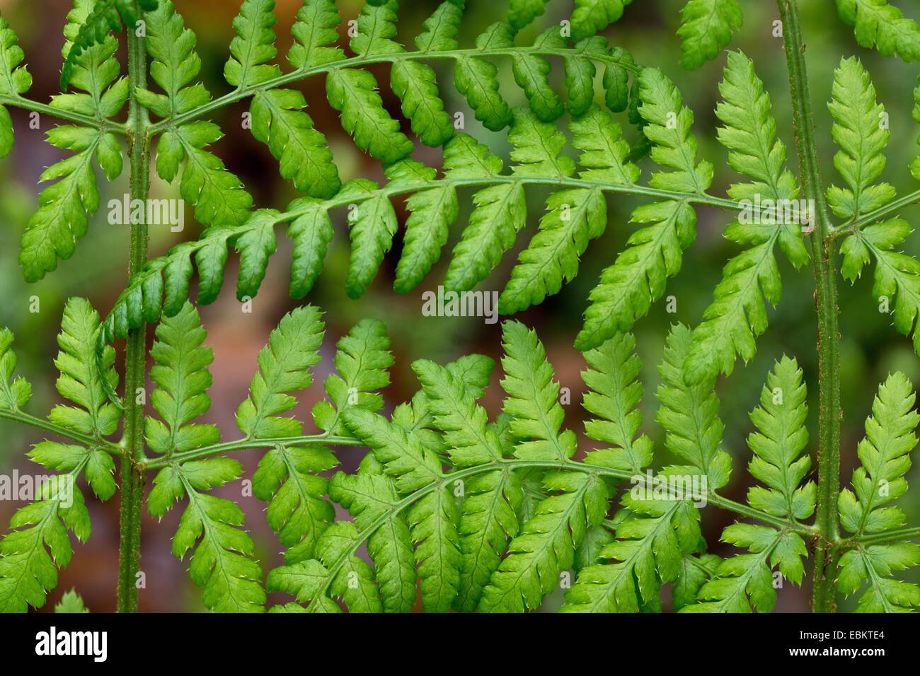 Restringere buckler-fern, scudo spinulose felce, spinulose felce in legno, legno dentata fern (Dryopteris carthusiana), volantini, in Germania, in Baviera Foto Stock