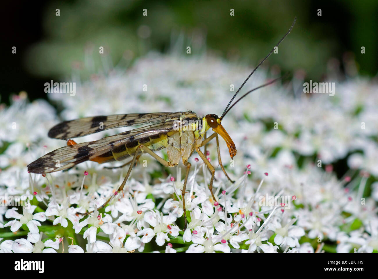 Comune (scorpionfly Panorpa communis), seduti su umbellifer, Germania Foto Stock