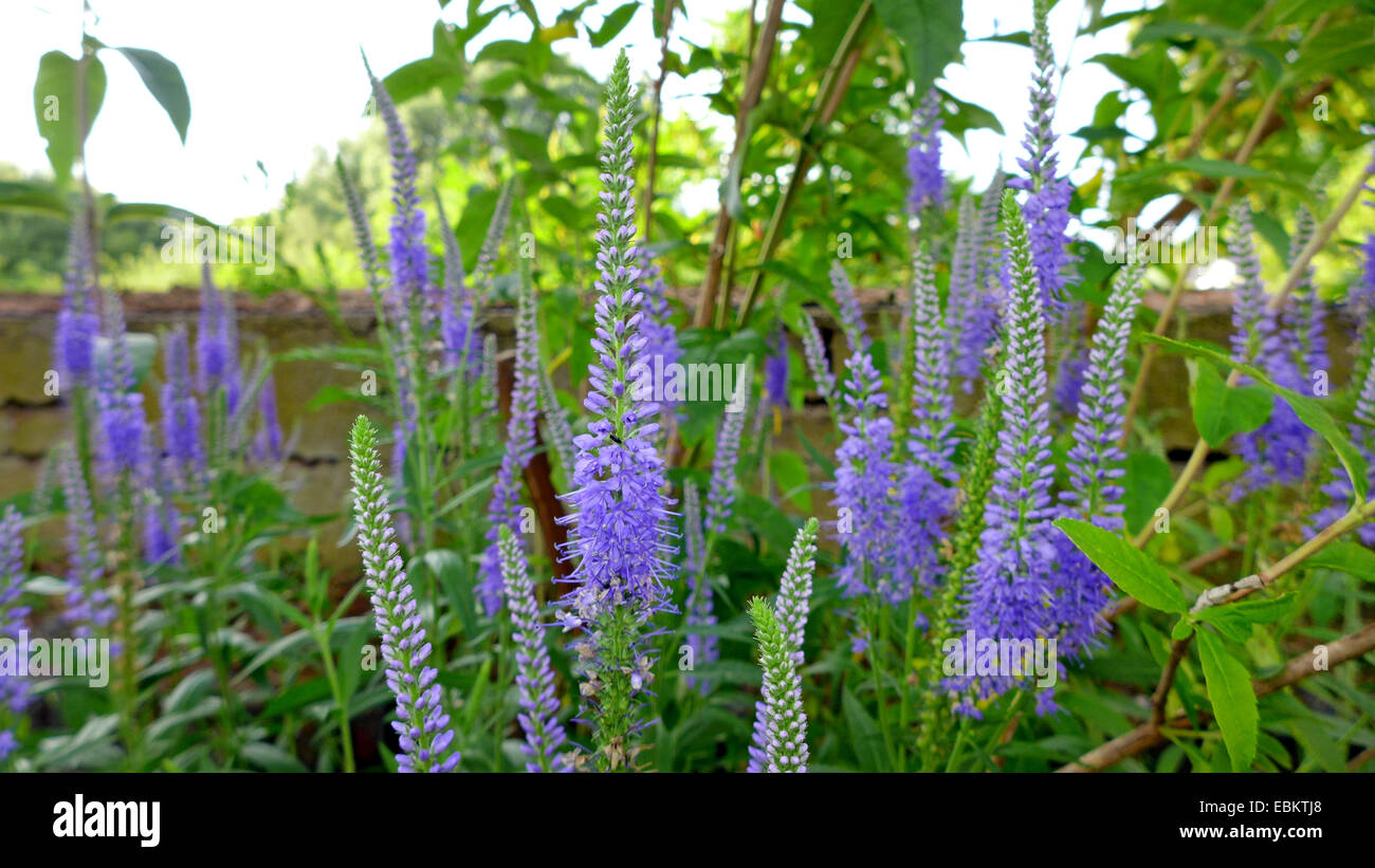 Spiked Speedwell (Pseudolysimachion spicatum, Veronica spicata), che fiorisce in un giardino, Germania Foto Stock