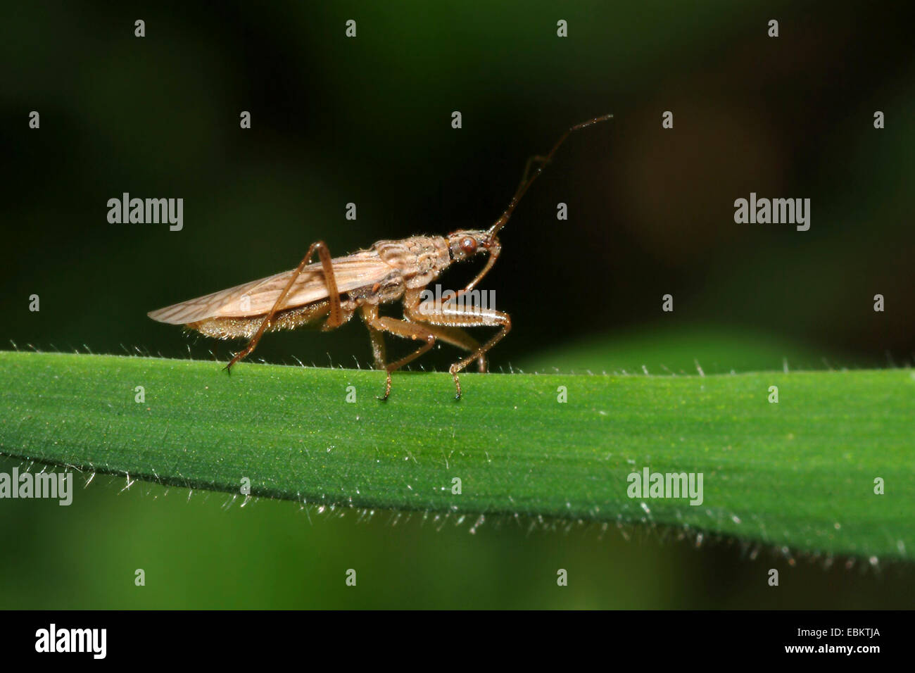 Fanciulla bug (Nabis spec.), seduti su al foglia, Germania Foto Stock