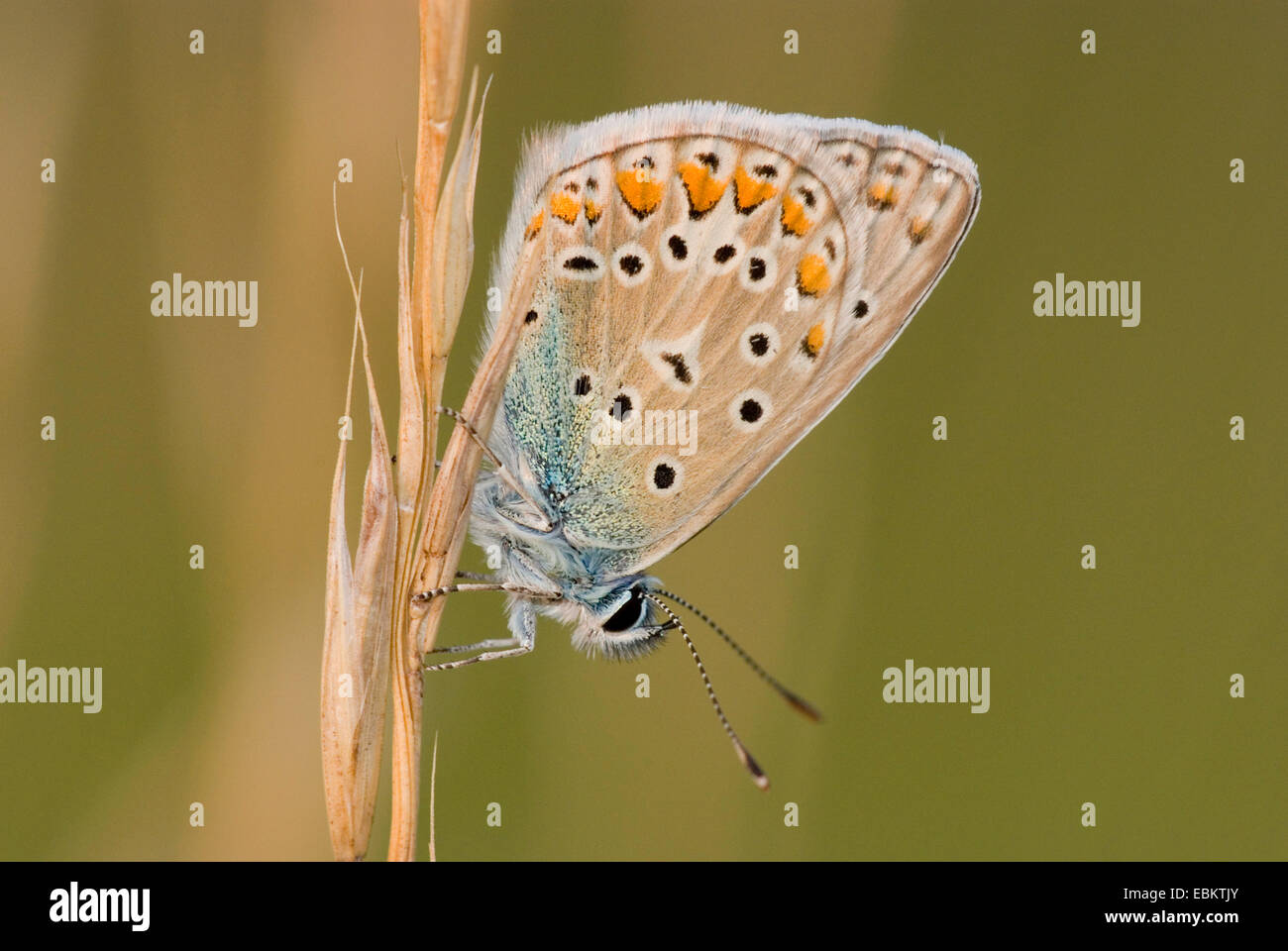 Comune (blu Polyommatus icarus), seduti a un orecchio di erba, Germania Foto Stock