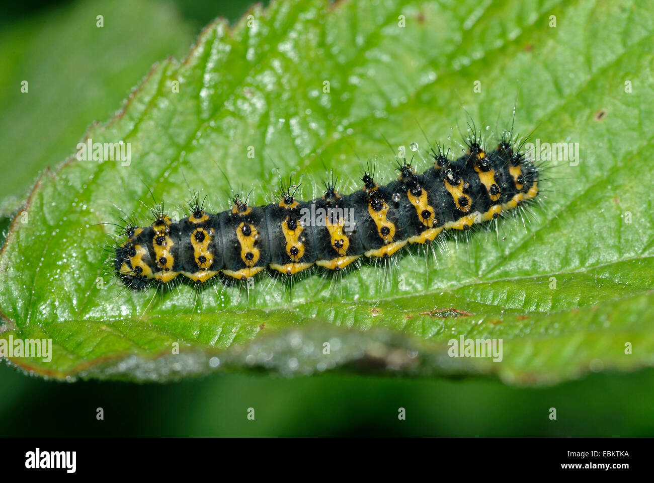 L'imperatore tarma (Saturnia pavonia, Eudia pavonia), Caterpillar su una foglia, Germania Foto Stock