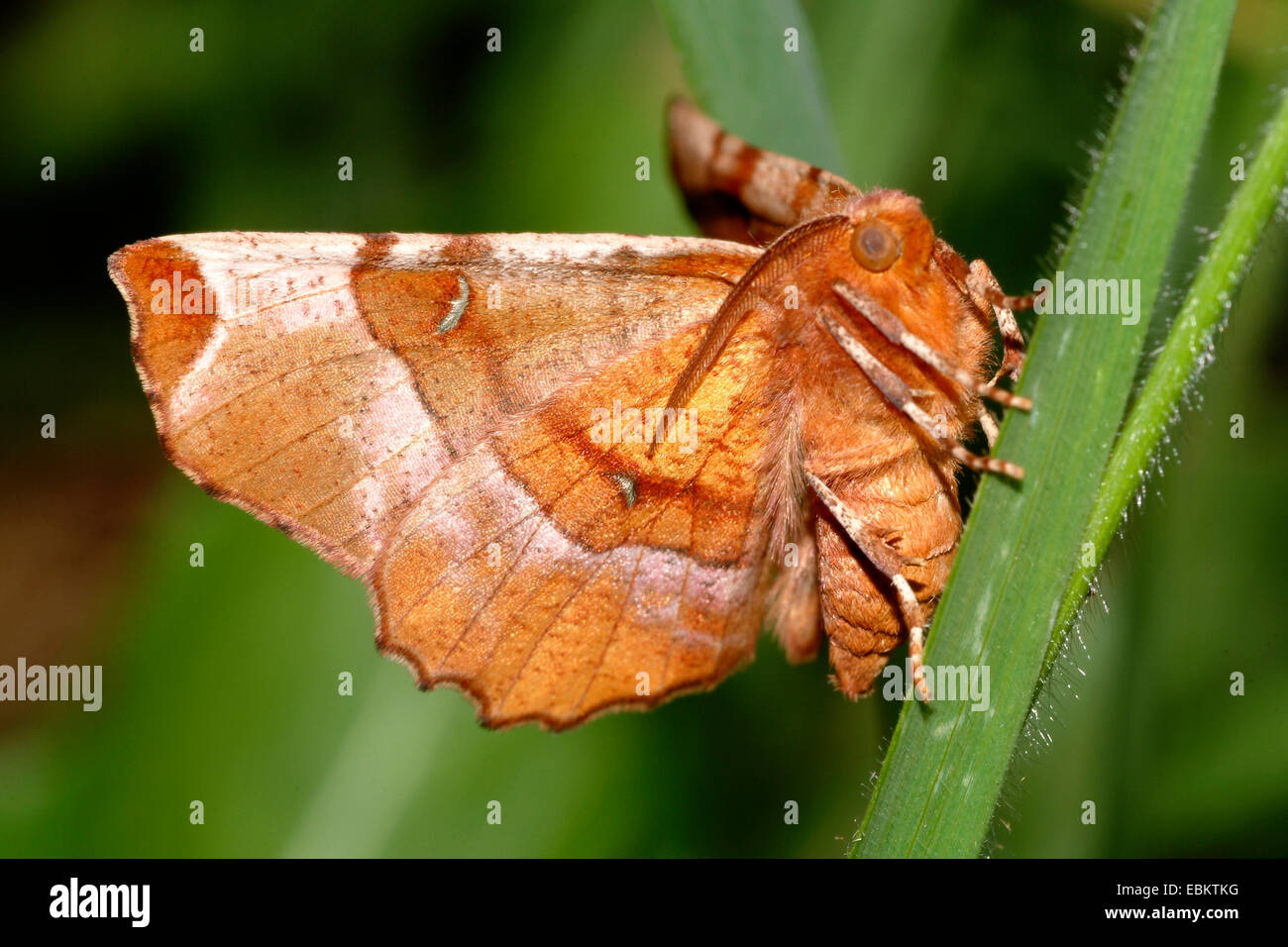 Viola Thorn, lunare Thorn (Selenia tetralunaria), seduta a una lama per erba, Germania Foto Stock